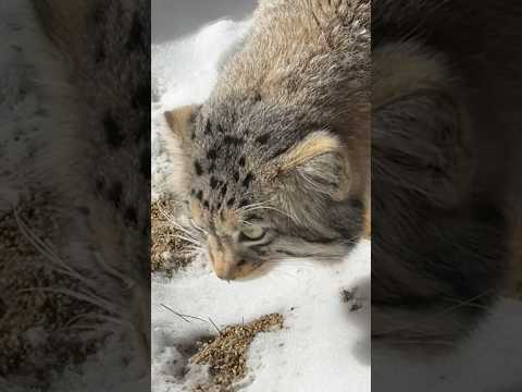 shorts ナゴムくん　探し物は❓　マヌルネコ　那須どうぶつ王国　2026年2月1日 サムネイル