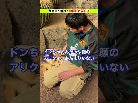 【動物の名前紹介】アリクイのユイくん！ サムネイル