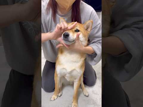 母がやりたかったシリーズ② #柴犬 サムネイル