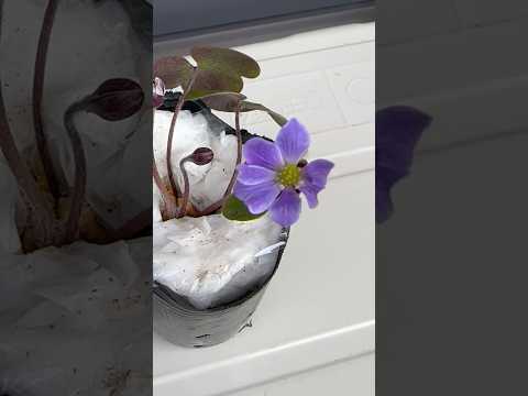 shorts 雪割草が綺麗です〜 サムネイル