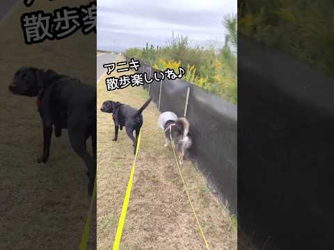 2人で散歩は久しぶり！テンションMAXの柴犬とラブラドール サムネイル