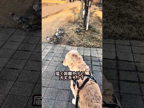 大型犬に動じないハト ゴールデンレトリバー 大型犬のいる生活 goldenretriever サムネイル