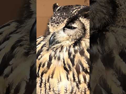 shorts イラニアンワシミミズク　那須どうぶつ王国　IMG 8090 サムネイル