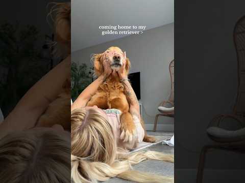 coming home to my golden retriever🥵goldenretreivers dog pup… サムネイル