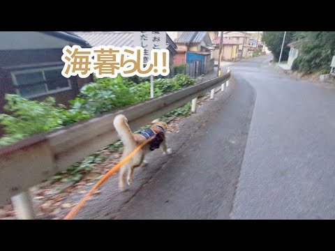 また海暮らしへ！ゴールデンレトリバーティト サムネイル