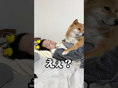 柴猫www 柴犬  shorts サムネイル