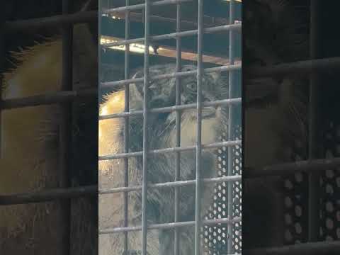 shorts イーリスくん バードウォッチング？　マヌルネコ　王子動物園にて2025年12月27日 サムネイル