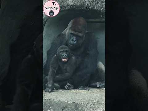 Gorilla Ringo和爸爸D'jeeco 玩得好開心 gorillatag taipeizoo 金剛猩猩 台北市… サムネイル