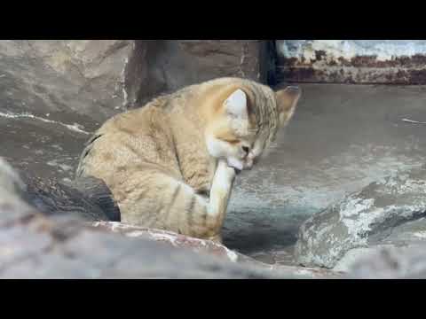 ヤシュくん　スナネコ　那須どうぶつ王国にて　2026年2月1日 サムネイル