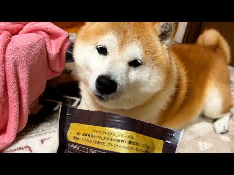 工場育ちの新入りおやつに社会の厳しさを叩き込む柴犬 サムネイル