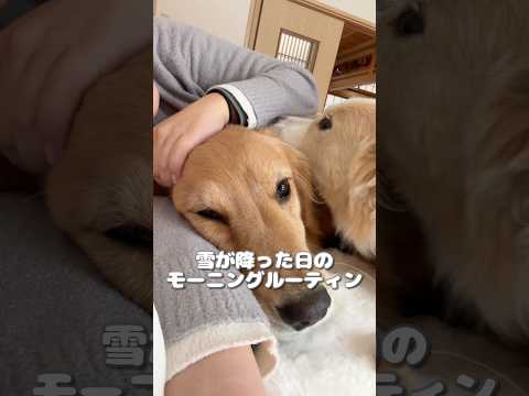 【犬と田舎暮らし】雪が降った日のモーニングルーティン【ボーダーコリー・ゴールデンレトリバー】 サムネイル