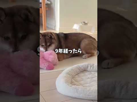 9年後の🐕保護犬（ロングバージョンは関連動画で！） サムネイル