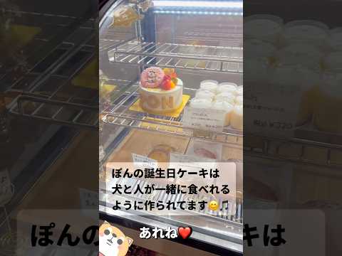 オーダーケーキ🎂🐶❤️柴犬 チワワ shorts サムネイル