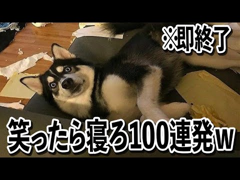 【トイレから.......ww】ツッコミどころ満載な面白犬動画100連発ww【笑ったら寝ろwww】 サムネイル