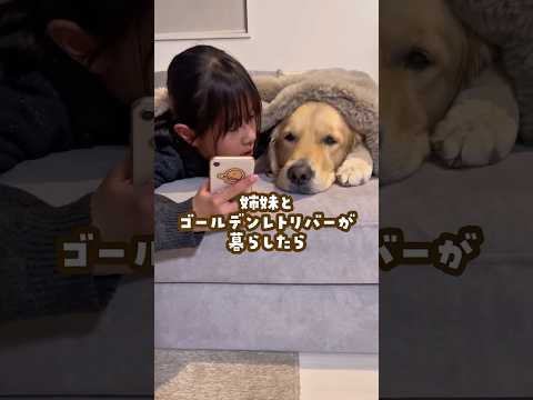 姉妹とゴールデンレトリバーが暮らしたら ゴールデンレトリバー 大型犬のいる生活 goldenretriever 大型犬… サムネイル