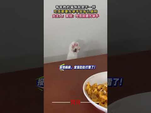 有家教的貓咪就是不一樣 吃飯都要先舉手挺有禮貌喲 貓 意外 有趣 可愛 cat amazing funny cute… サムネイル