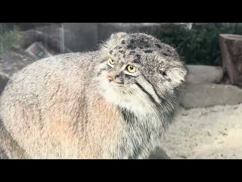 母アズ　娘オト　お互いに譲れません❣️ 父ナルはそんな様子を眺めるだけ　神戸どうぶつ王国　2025年12月28日 サムネイル