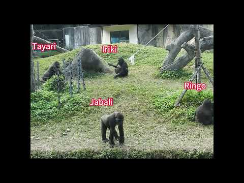 gorilla sisters Iriki 15y old & Tayari 14y11m old. shorts.I… サムネイル