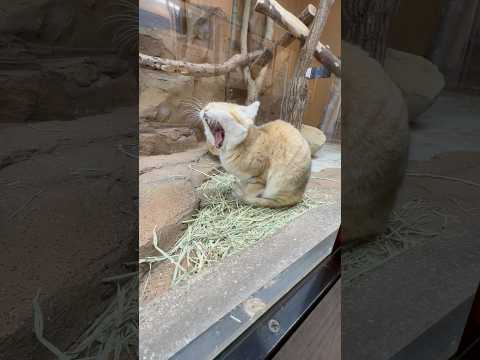 shorts クワァ〜っとアルドくん　スナネコ　那須どうぶつ王国にて　2026年1月11日 サムネイル