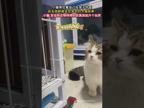 小貓咪仗著自己在籠子外面 前去挑釁被關在籠子中的大貓結果… 貓 貓咪 意外 有趣 搞笑 amazing cat fun… サムネイル