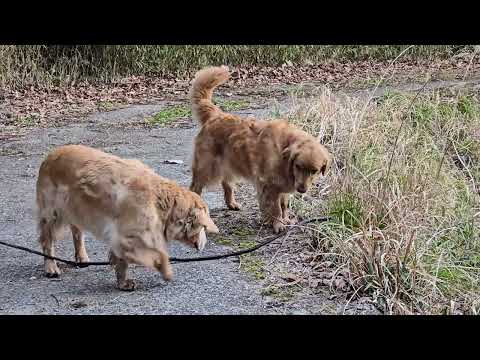 ８歳のビスはオヤツが欲しくて無邪気、２歳のイロハは遊びたくて無邪気。それぞれのゴールデンレトリバー。 サムネイル