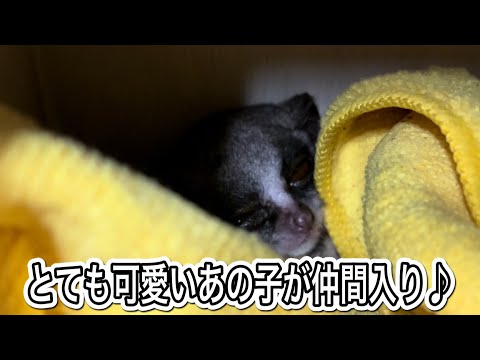 新しく当園に仲間入りした子はアイドル級に可愛いあの子♪ サムネイル