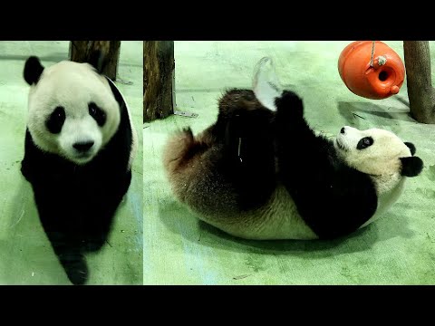 圓寶手腳並用玩冰塊,推著冰塊走,清冰無果開始生氣氣|Giant Panda Yuan Bao,圆宝,貓熊,大貓熊,大熊… サムネイル