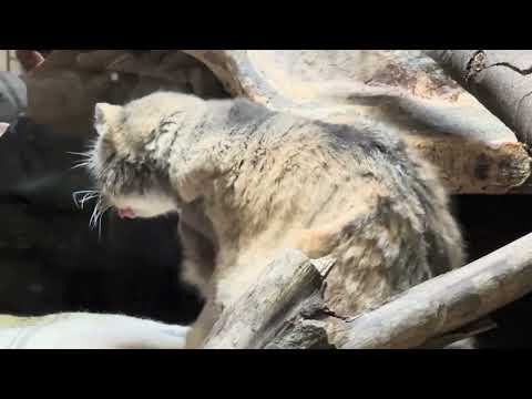 プリームラちゃん小屋の上へ！　マヌルネコ　上野動物園にて　2026年2月6日 サムネイル