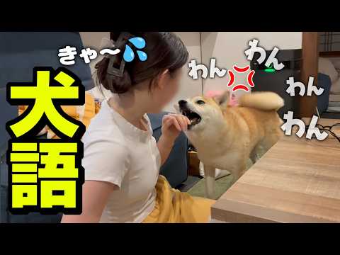 久々に娘にブチギレ犬語で猛抗議する妹柴犬 サムネイル