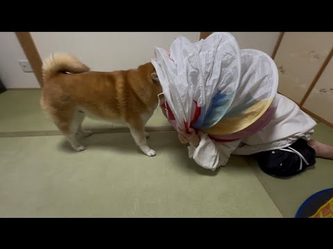 柴犬福 姉と柴犬の謎の遊び🤣Sister and Shiba🤣 サムネイル