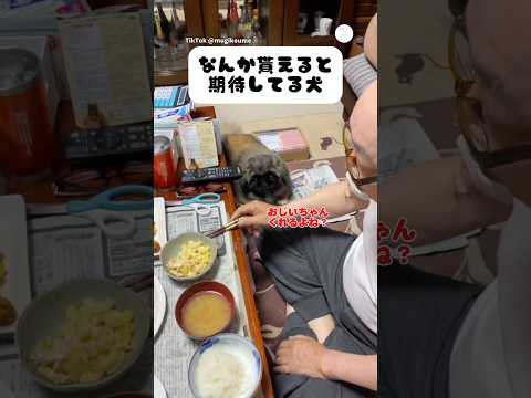ご飯中のおじいちゃん、完全にロックオンされる　　ペキニーズ　犬　かわいい犬 犬のいる暮らし 面白い サムネイル