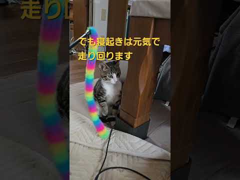 【祝２kg超】今日のキビ。体重＞2.0Kg cat kitten 猫 子猫 仔猫 子猫の体重 ibukikohaku… サムネイル