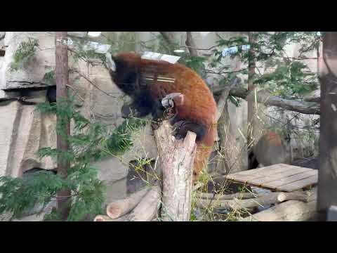 モナカちゃん どうやって天井を登ろうかと思案してそう😅　レッサーパンダ　那須どうぶつ王国にて　2026年1月11日 サムネイル