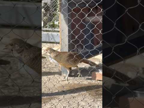 shorts キンケイ　マヌルネコ　上野動物園にて　2026年2月6日 サムネイル