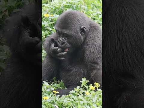 gorilla Ringo loves tomato 🍅😋 #gorillatag #taipeizoo #金剛猩猩… サムネイル