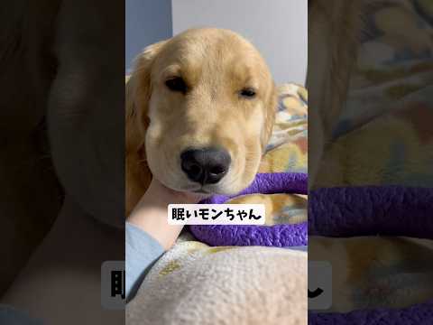 眠いモンちゃんgoldenretriever ゴールデンレトリバー サムネイル