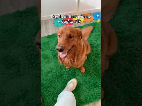Day 15 of teaching my dog the talking buttons 🐶 サムネイル