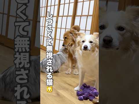 しつこ過ぎて妹犬にされちゃった猫の後ろ姿が悲しい...【ボーダーコリー・ゴールデンレトリバー】shorts サムネイル