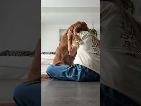 coming home to my golden retriever🥵goldenretreivers dog pup… サムネイル