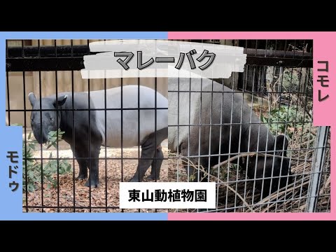 【東山動植物園】絶滅危惧種のマレーバク✨モドゥとコモレ🌞 サムネイル