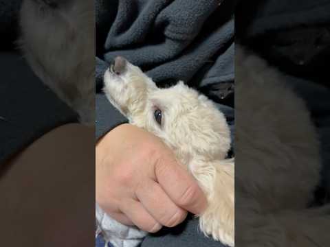 shorts 落ち着いた❣️タローちゃん　トイプードル   2026年2月2日 サムネイル