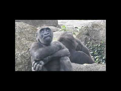 gorilla Iriki mom 15y old & son Ringo 4y7m old & nephew Jab… サムネイル