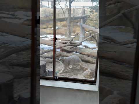 shorts ナゴムくんオヤツですヨ〜！　マヌルネコ　那須どうぶつ王国にて　2026年1月11日 サムネイル