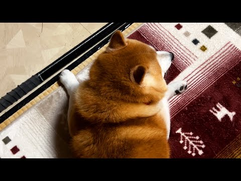 手がうっひょーってなっている柴犬 サムネイル