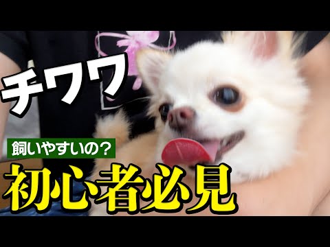 【必見】チワワは飼いやすいの？性格や寿命について徹底解説！愛犬を飼う前に絶対見てください！ サムネイル