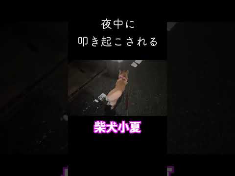 夜中のお付き合い 神戸 ペキ柴 shiba shibainu サムネイル