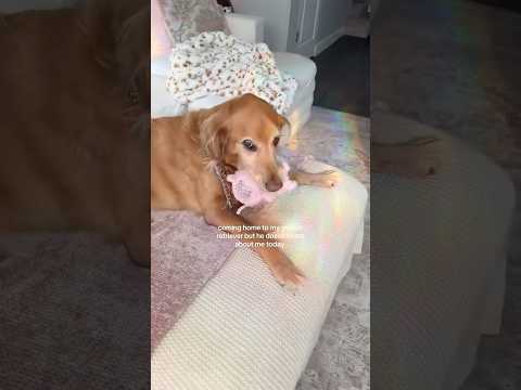 dog-tor coby to rescue🛟goldenpup puppy goldenpupppy dogbree… サムネイル