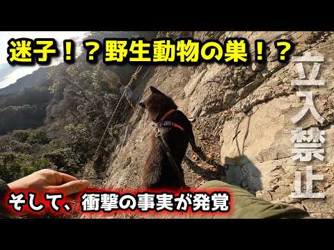 【遭難寸前】通行止めで迷子→野生動物の巣へ…甲斐犬と山登り：高宕山編 最終話 サムネイル