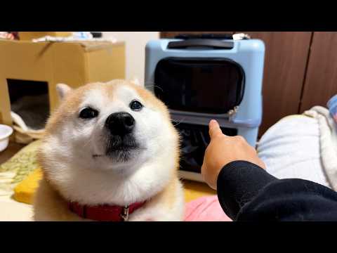 誇り高き狼の子孫として、ペットキャリーなどには決して屈しない柴犬 サムネイル