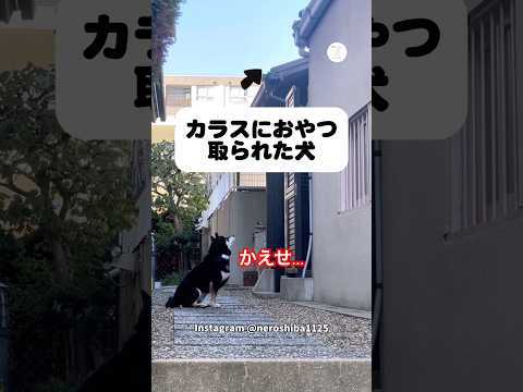 カラスにおやつを取られた柴犬　柴犬　犬　かわいい 面白い　犬のいる暮らし サムネイル